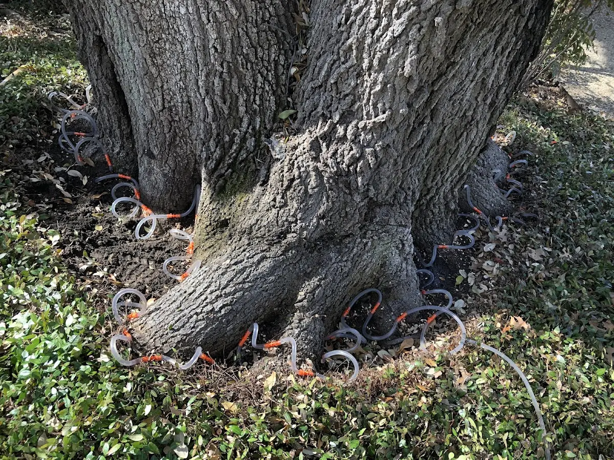 Detailed Tree Cabling and Bracing job site in Mapleville