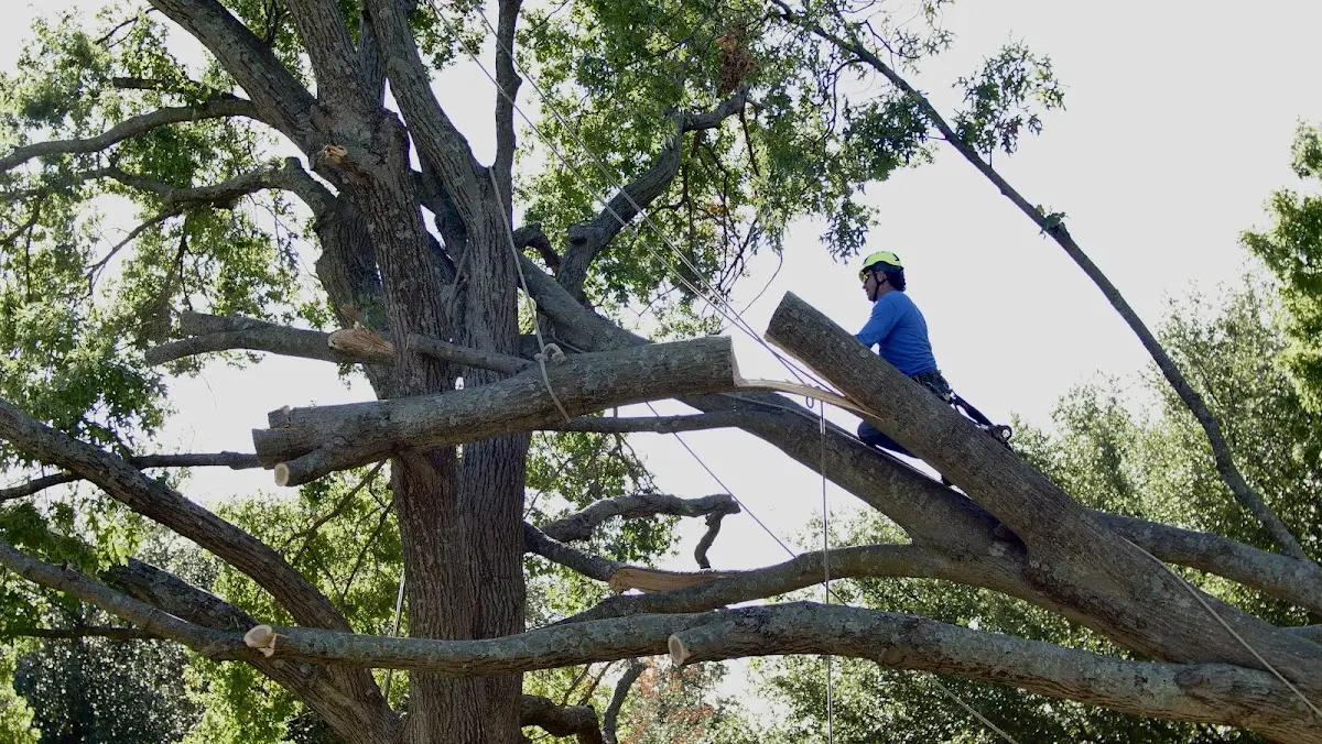 Professional Crown Thinning performed by certified arborists in Mapleville