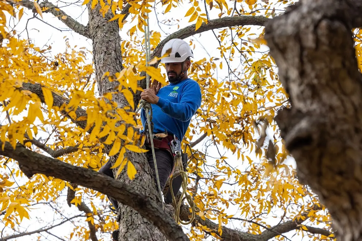 Skilled Dead Tree Removal crew working in Mapleville